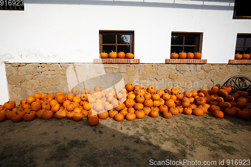 Image of ripe autumn pumpkins on the farm