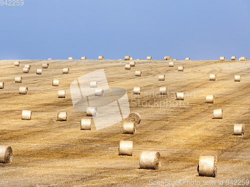 Image of Field with a crop of cereals