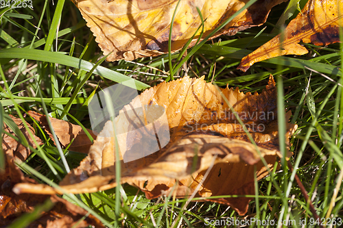 Image of Leaves on the grass