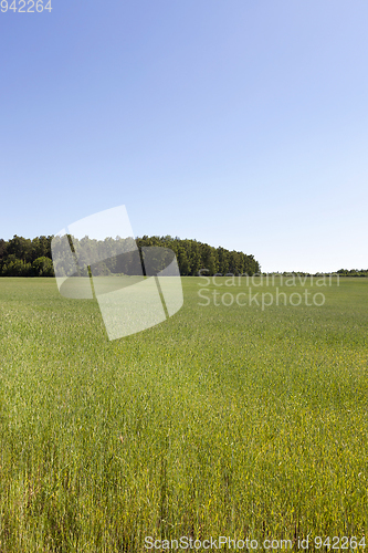 Image of barley field