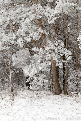 Image of Winter season