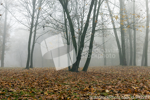 Image of Fog in autumn season