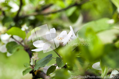 Image of flowering of cherry.