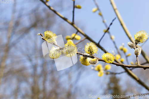 Image of flowering willow tree