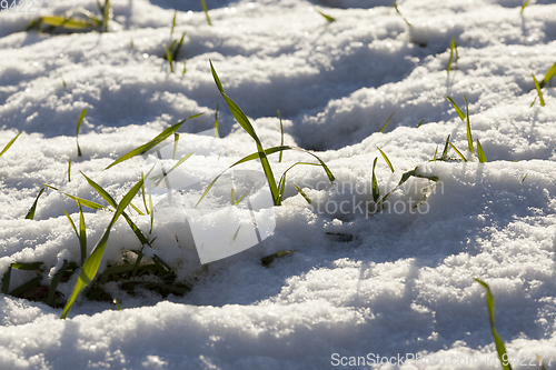 Image of wheat sprouts in the snow