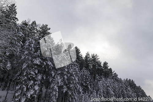 Image of winter trees