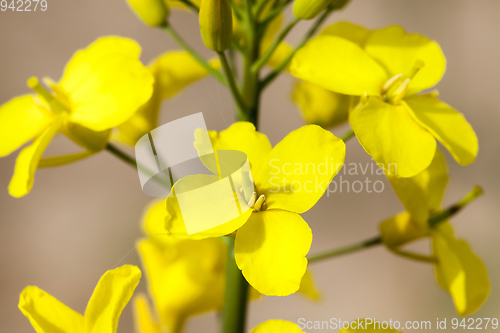 Image of small yellow flowers