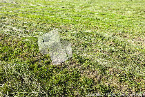 Image of meadow with striped