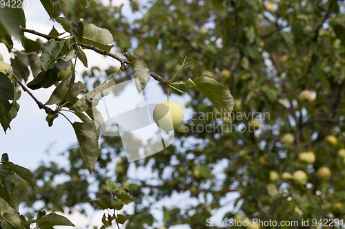 Image of crop of a fruitful garden