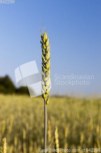 Image of Green wheat crop