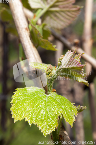 Image of A green leaf of a vine