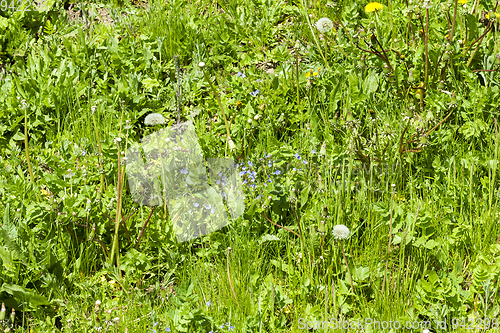 Image of Flowers Field