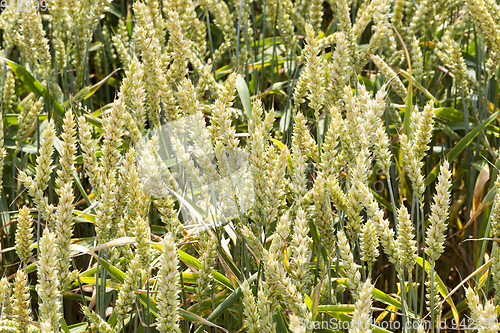 Image of Young spike wheat, closeup