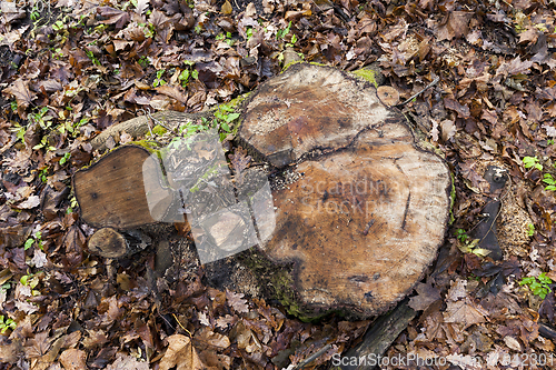 Image of tree stump close-up