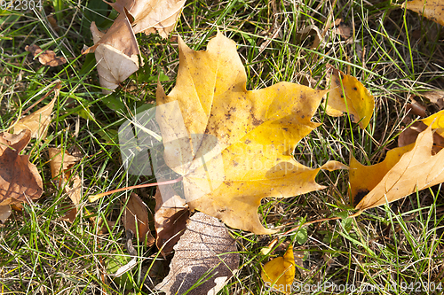 Image of fallen leaves of a maple