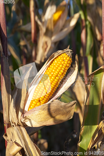 Image of Ripe corn cob