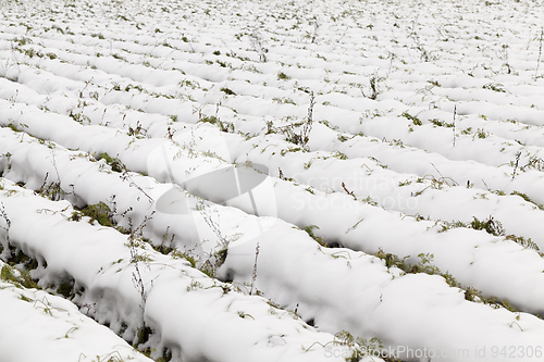 Image of stalks carrots in the snow