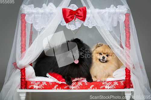 Image of Spitz dog wedding couple on bed
