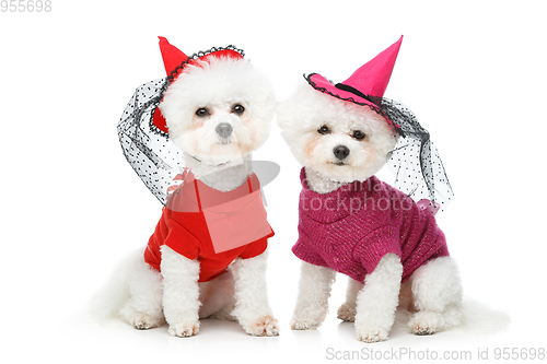 Image of beautiful bichon frisee dogs