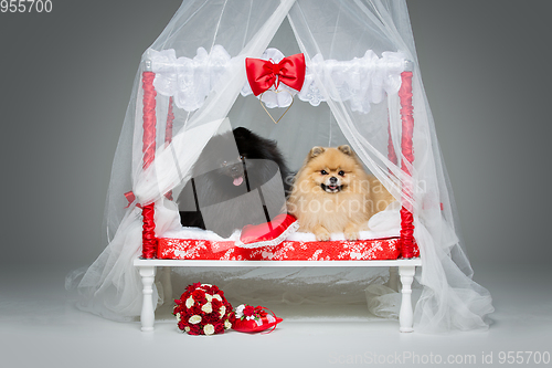 Image of Spitz dog wedding couple on bed