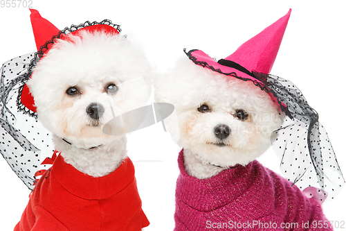 Image of beautiful bichon frisee dogs