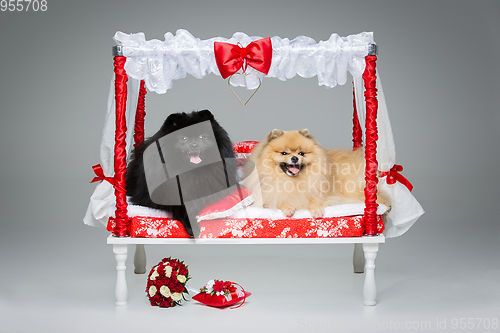 Image of Spitz dog wedding couple on bed