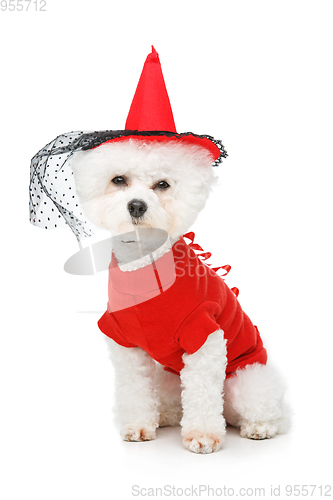 Image of beautiful bichon frisee dog