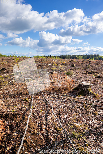 Image of cleared forest outdoor scenery south Germany