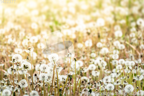 Image of beautiful dandelion meadow with sunlight