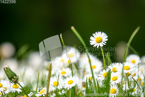 Image of daisy flowers meadow background