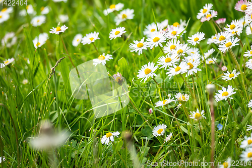 Image of daisy flowers meadow background