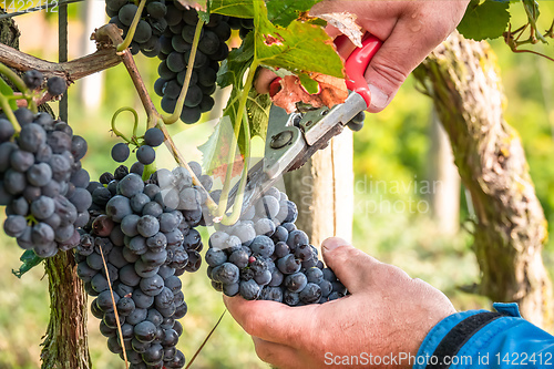 Image of a vineyard red grapes harvest