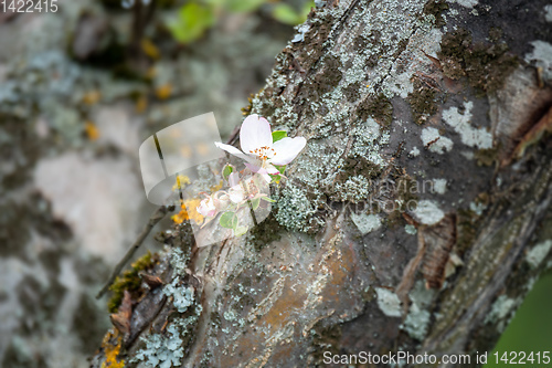 Image of Apple blossom on the tree trunk