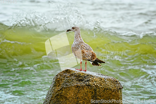 Image of Nestling of seagull on stone