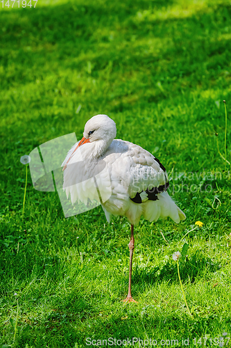 Image of Stork on the Grass