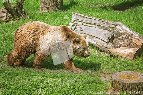 Image of Bear on the Lawn