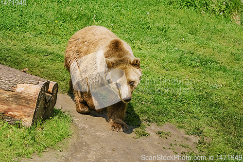 Image of Bear on the Lawn