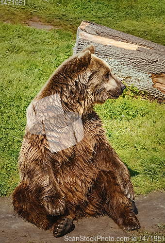 Image of Bear on the Lawn