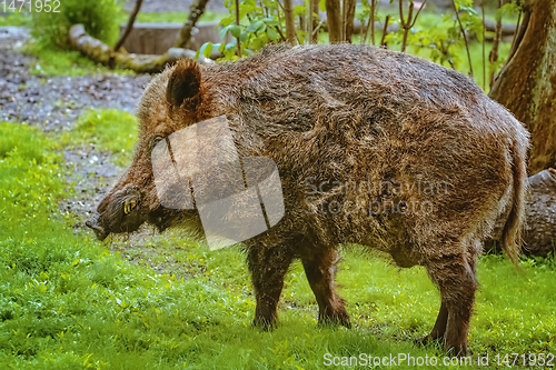 Image of Wild boar on the lawn