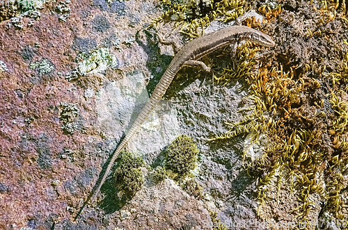 Image of Lizard on the Rock