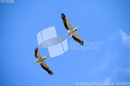 Image of Two pelicans flying right above in the blue sky
