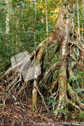 Image of Rainforest in Masoala, Madagascar wilderness