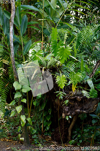 Image of Rainforest in Masoala national park, Madagascar