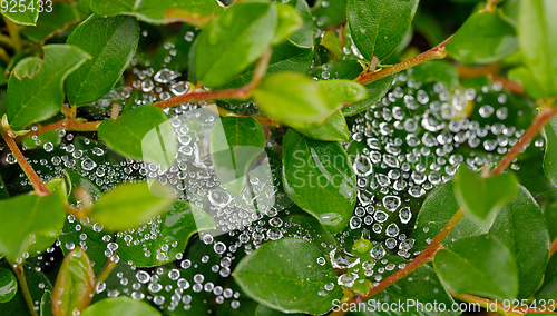 Image of water drops on spider web
