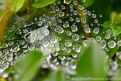 Image of water drops on spider web