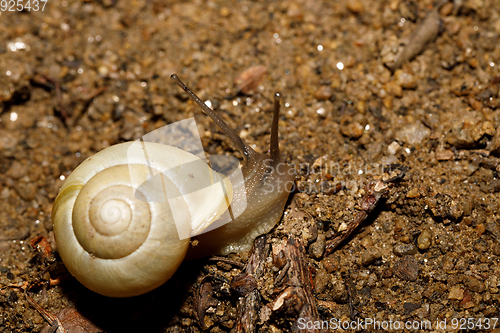 Image of yellow small garden snail on ground