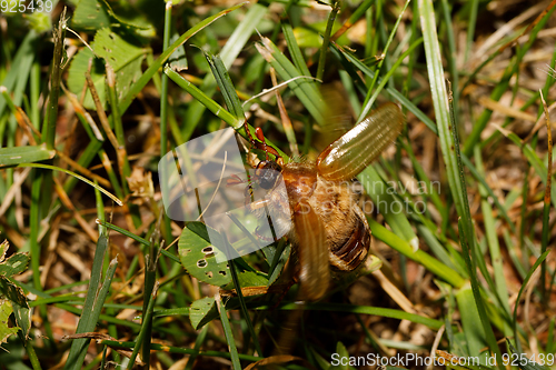 Image of Common Cockchafer (Melolontha melolontha)