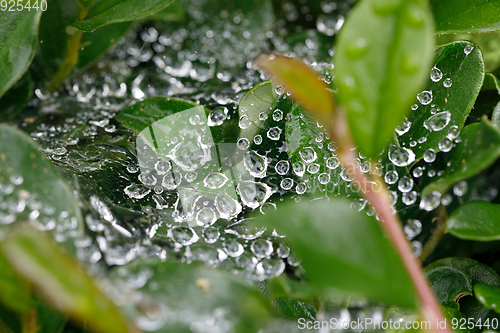 Image of water drops on spider web