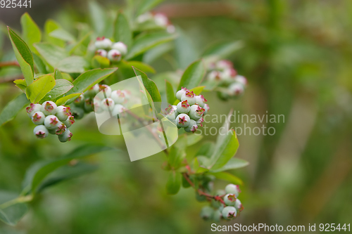 Image of twig of Unripe big blue berry fruit