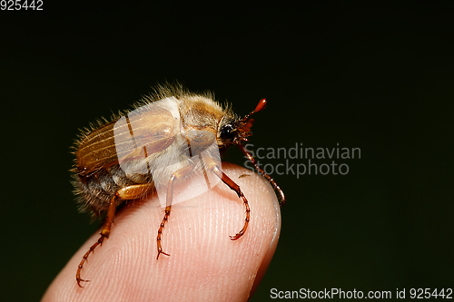 Image of Common Cockchafer (Melolontha melolontha)